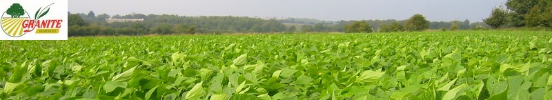 champs de légumes